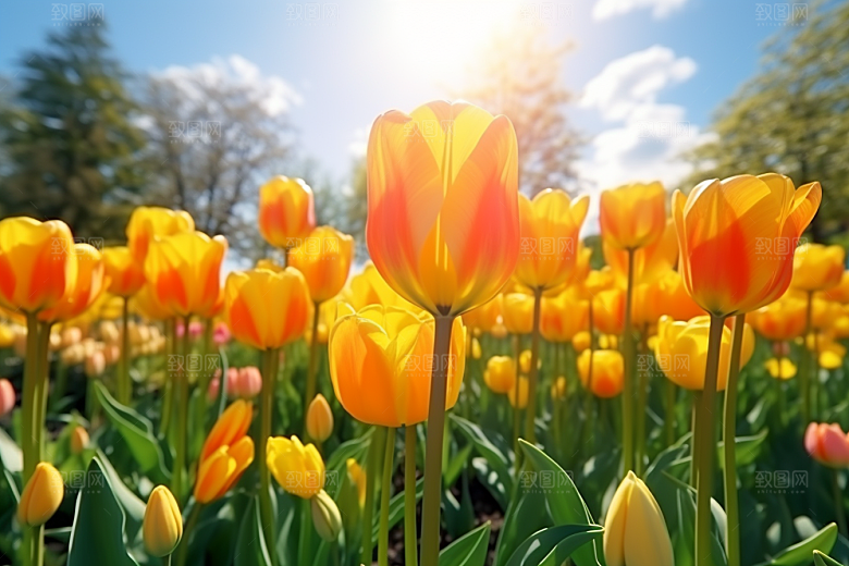 郁金香花朵鲜艳摄影图