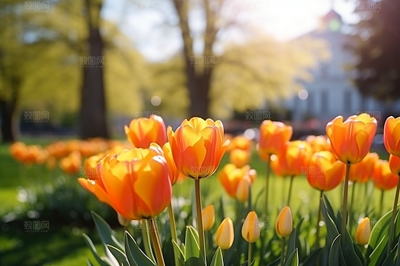 郁金香花朵自然摄影图