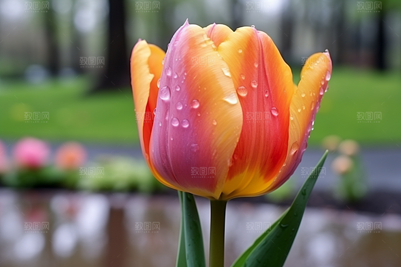 郁金香植物花朵摄影图