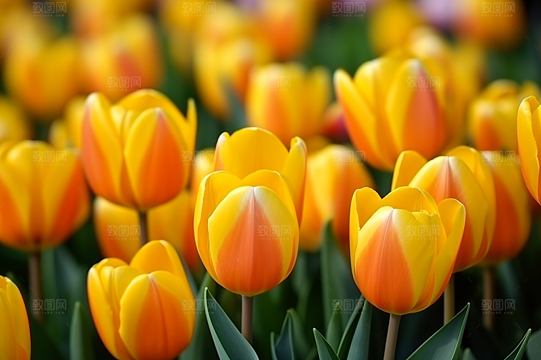 郁金香花朵自然摄影图