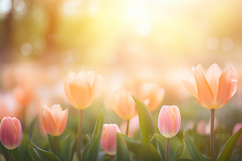郁金香花卉自然摄影图