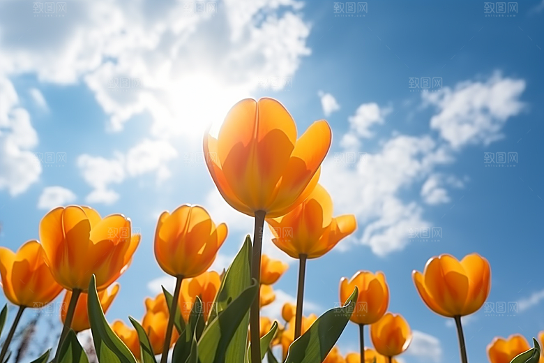 郁金香花朵高清摄影图