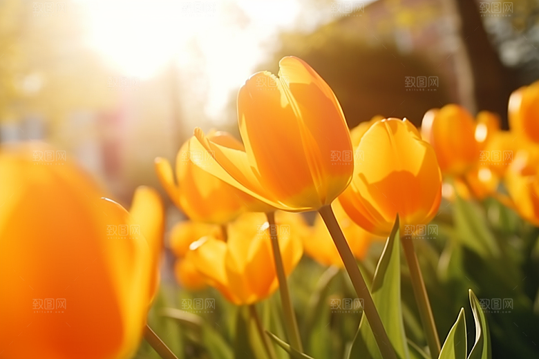 郁金香花卉花朵摄影图