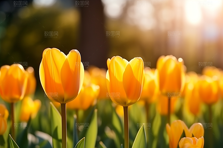 郁金香缤纷花卉摄影图