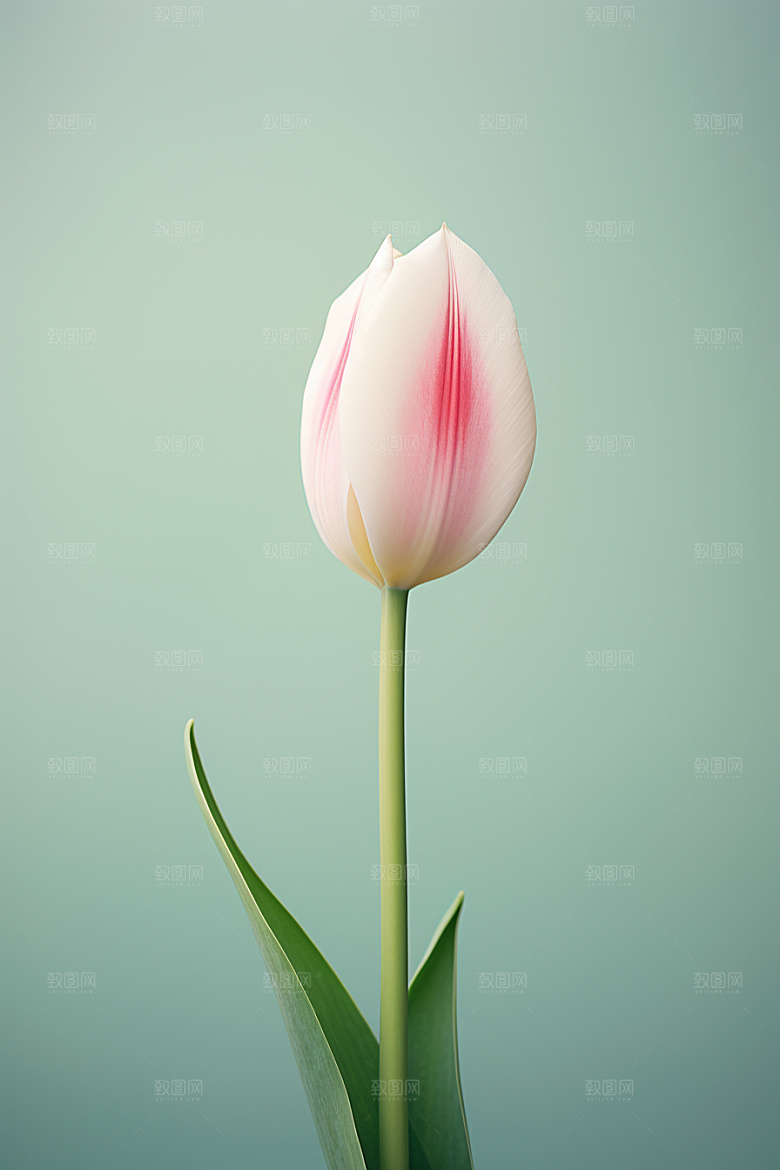 郁金香花朵花卉摄影图