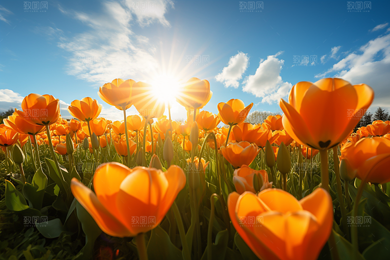 郁金香花朵灿烂摄影图