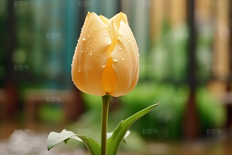 郁金香植物明媚摄影图