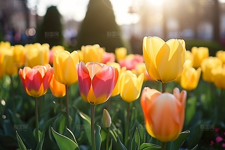 郁金香花朵阳光摄影图