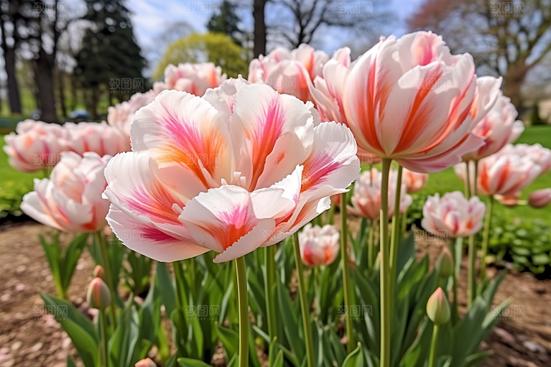 郁金香植物阳光摄影图