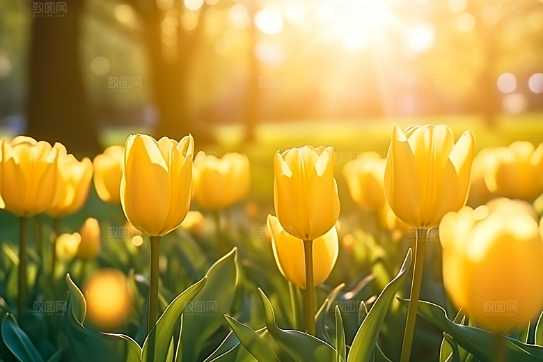 郁金香花朵彩色摄影图