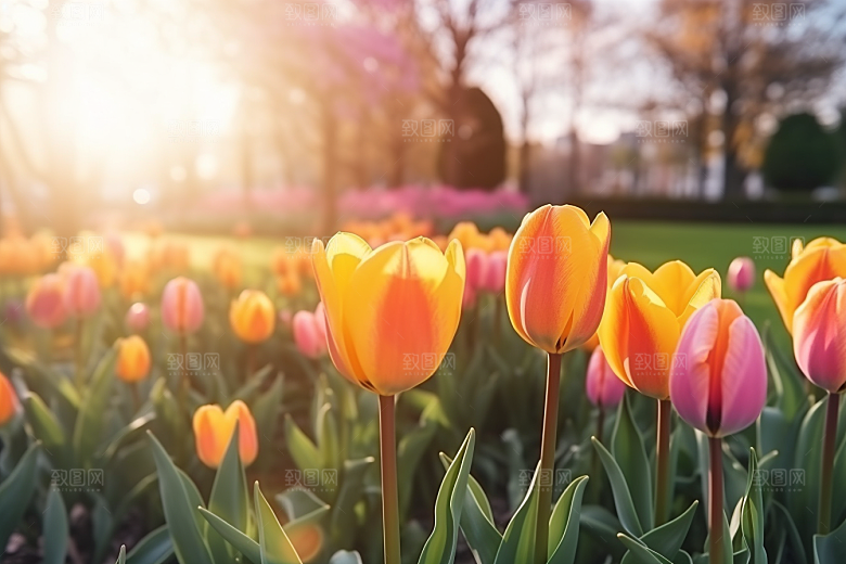 郁金香花朵花朵摄影图