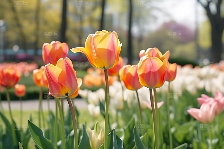 郁金香花朵灿烂摄影图