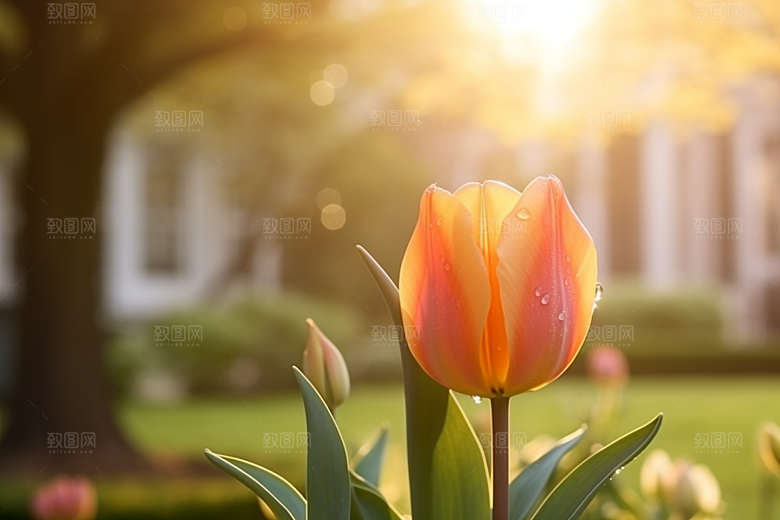 郁金香花朵高清摄影图