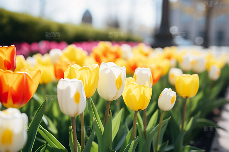 郁金香花朵彩色摄影图