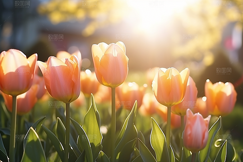 郁金香花朵缤纷摄影图