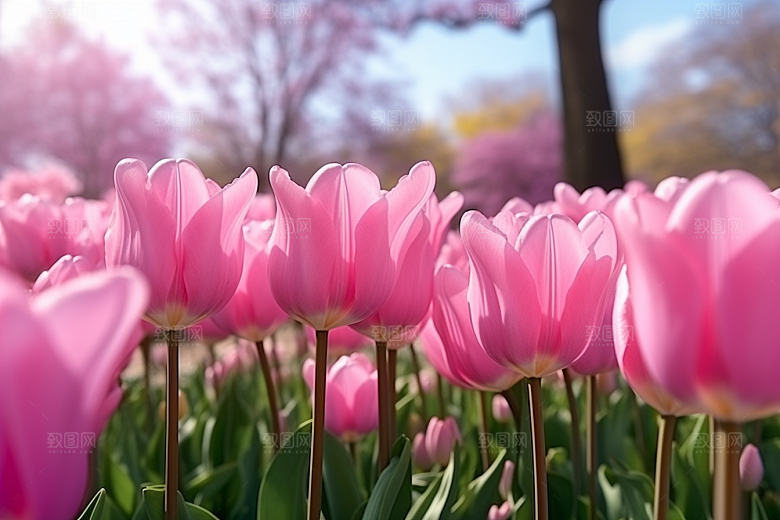 郁金香高清花朵摄影图