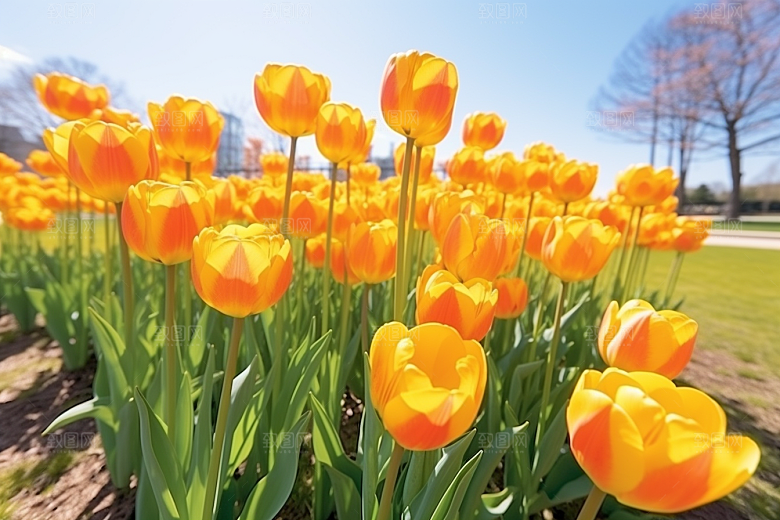 郁金香花朵鲜艳摄影图