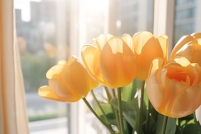 郁金香花朵花卉摄影图