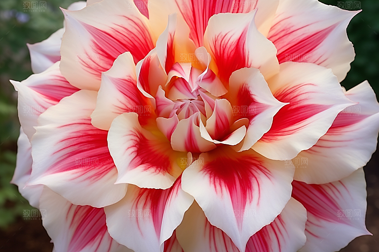 郁金香花卉花朵摄影图