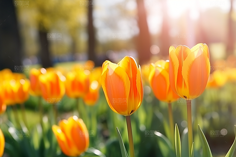 郁金香花朵彩色摄影图