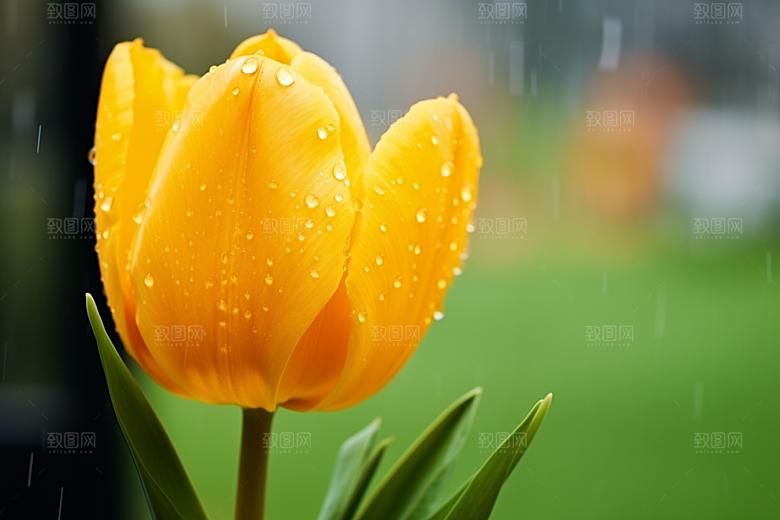 郁金香自然花朵摄影图