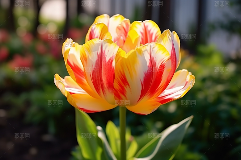 郁金香花朵灿烂摄影图