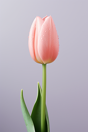 郁金香植物阳光摄影图