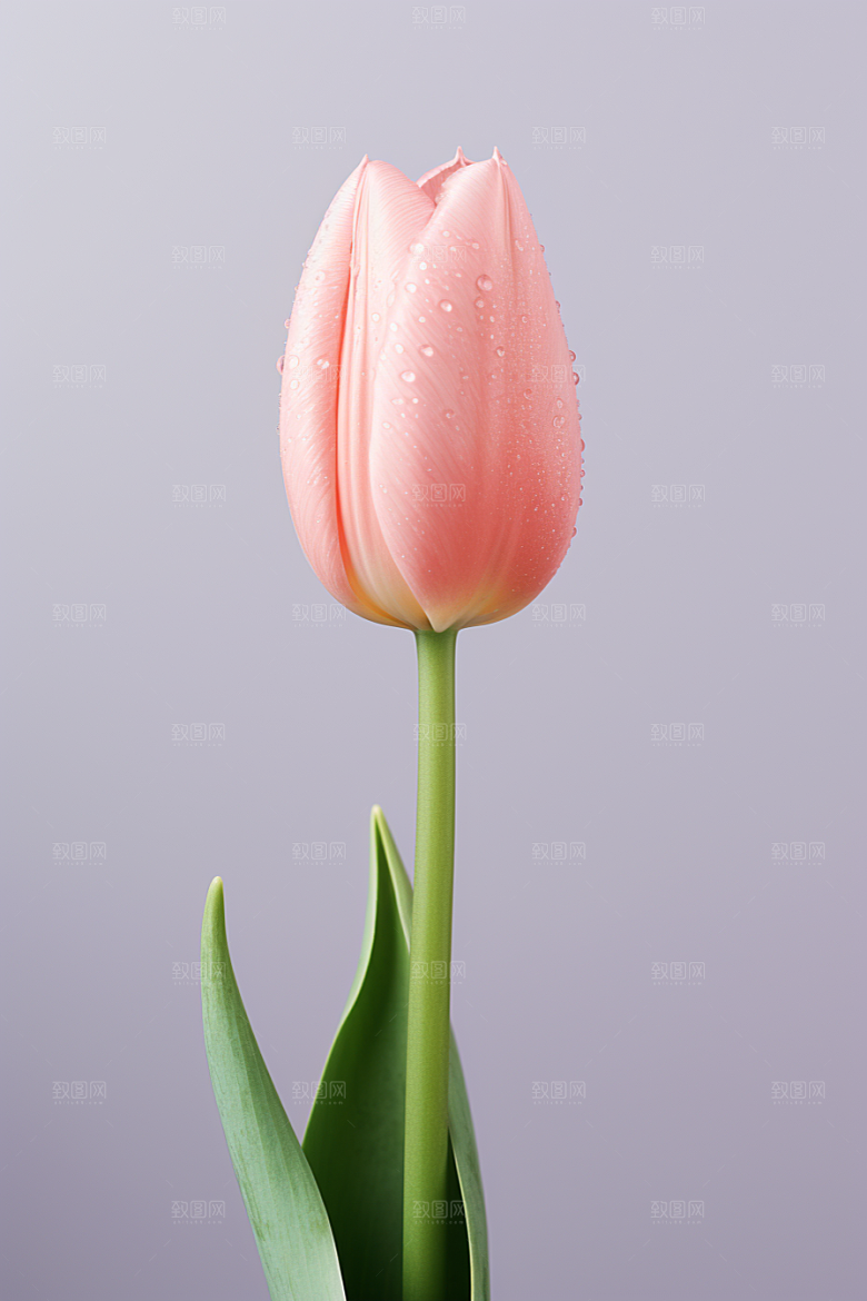 郁金香植物阳光摄影图