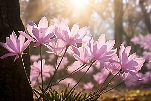 郁金香花朵灿烂摄影图