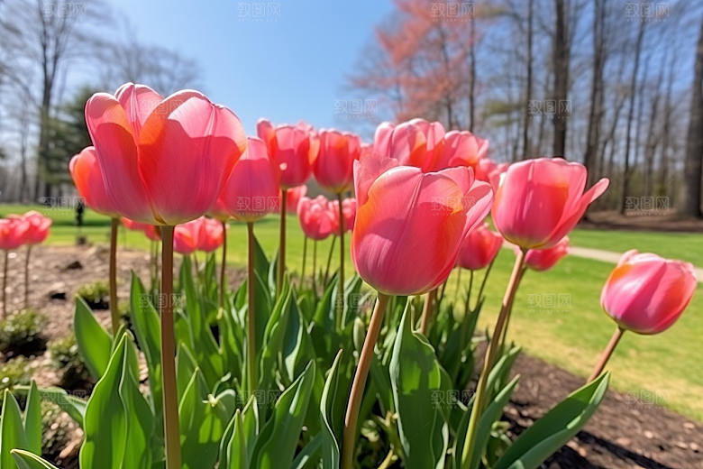 郁金香花朵鲜艳摄影图