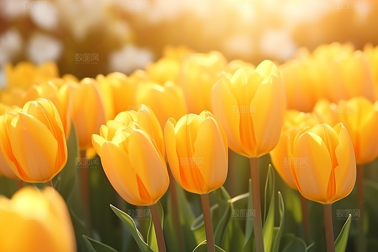 郁金香花朵花卉摄影图
