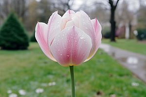 郁金香花朵花朵摄影图