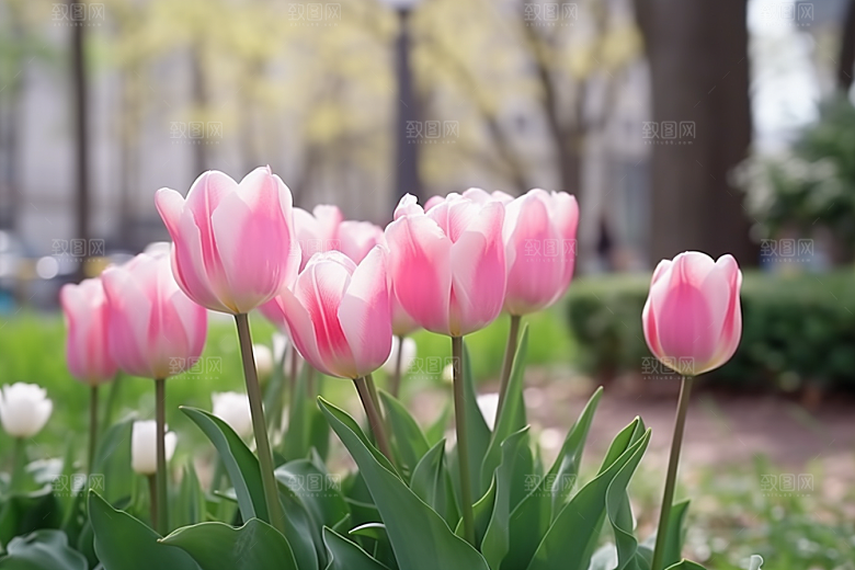 郁金香花卉高清摄影图