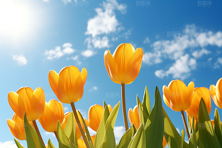 郁金香花朵彩色摄影图