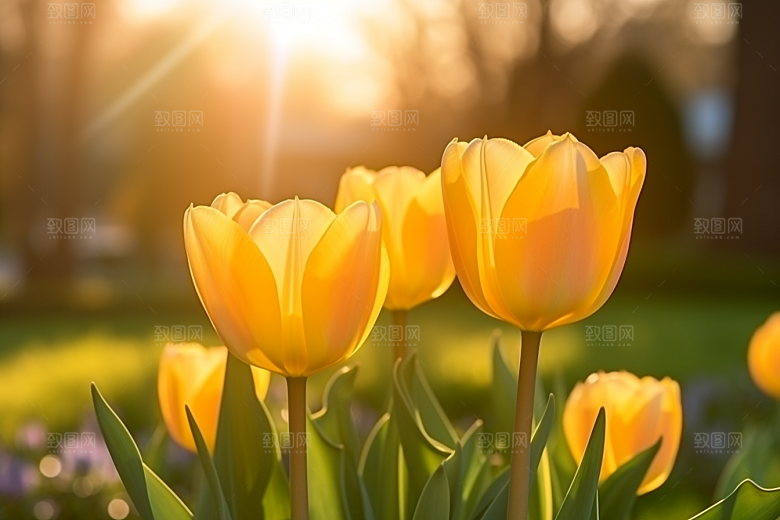 郁金香花卉彩色摄影图