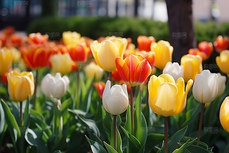郁金香明媚花朵摄影图