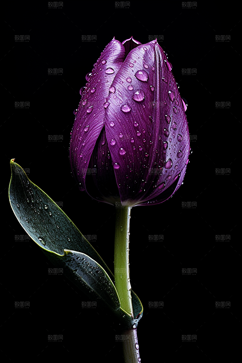 郁金香花卉植物摄影图