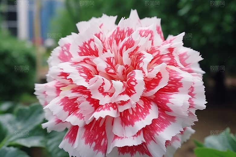 郁金香花卉阳光摄影图