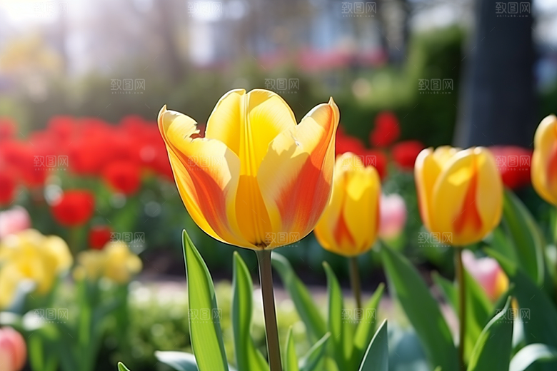 郁金香明媚花卉摄影图