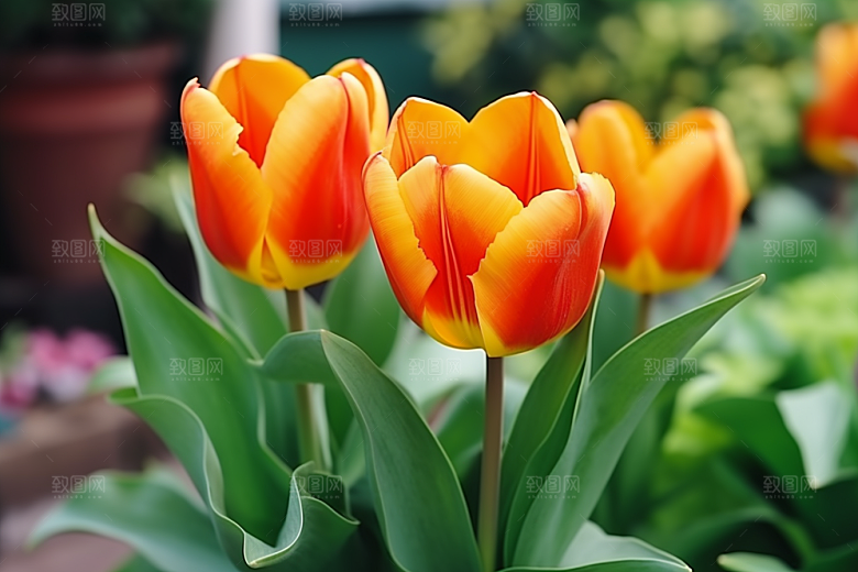 郁金香花朵明媚摄影图