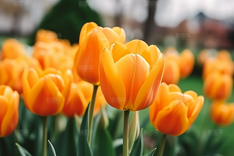 郁金香花朵缤纷摄影图