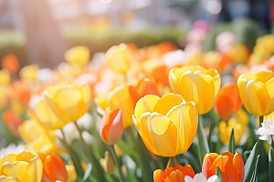 郁金香花朵花朵摄影图