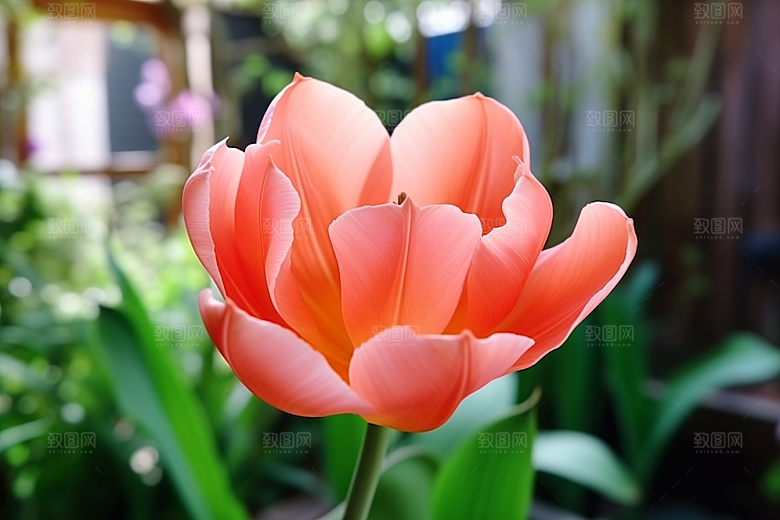 郁金香灿烂花朵摄影图