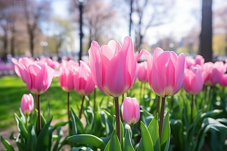 郁金香花朵缤纷摄影图