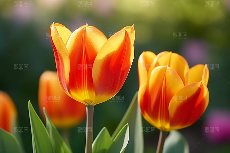 郁金香花卉花朵摄影图