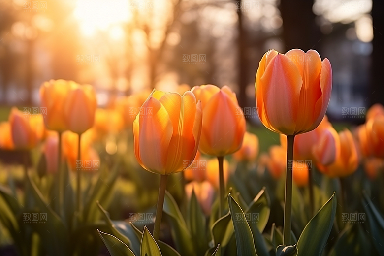 郁金香花朵缤纷摄影图