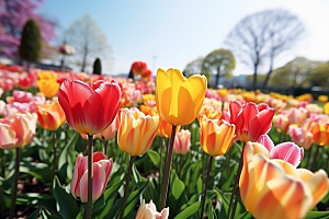 郁金香花朵缤纷摄影图