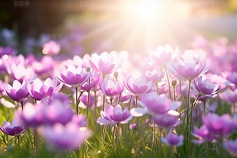 郁金香花朵花卉摄影图