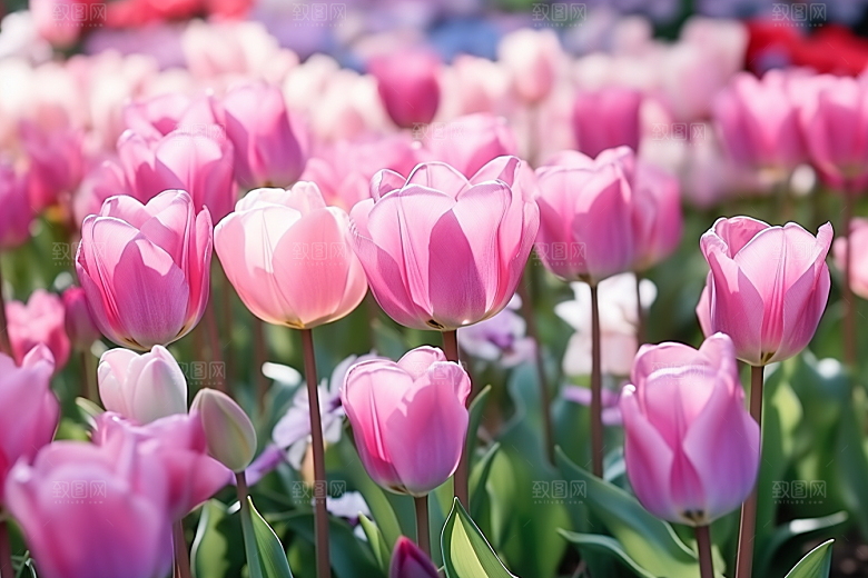 郁金香花朵灿烂摄影图