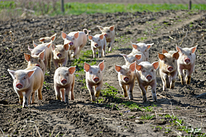 猪动物农场摄影图